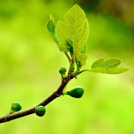 Alojamento de Turismo Rural Montelovesco